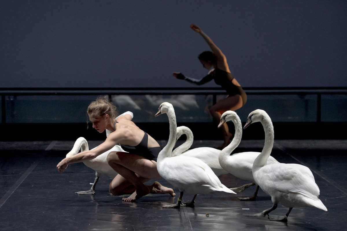 « Swan » © Laurent Philippe